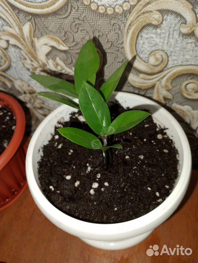 Замиокулькас