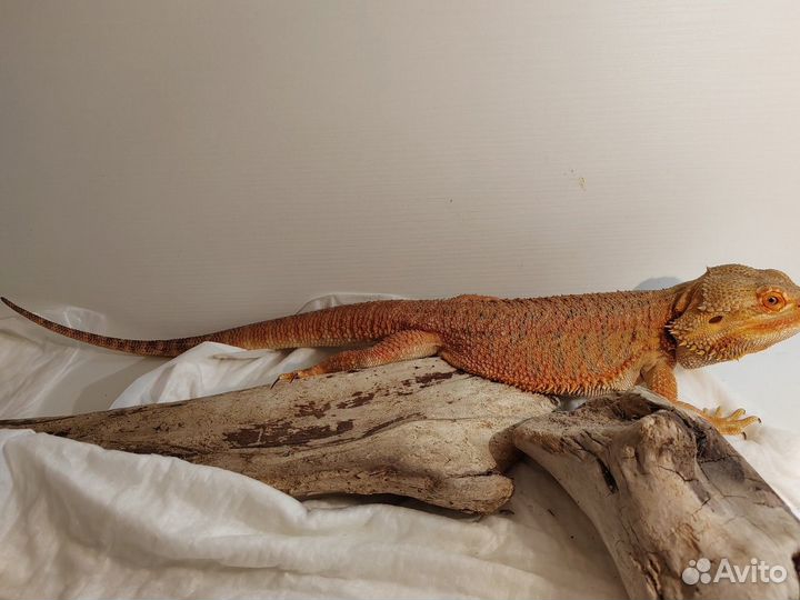 Бородатая агама с террариумом