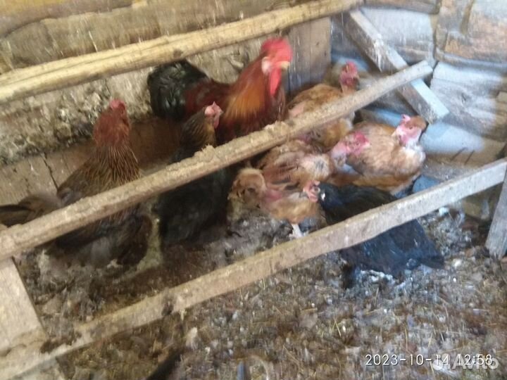 Куры петухи