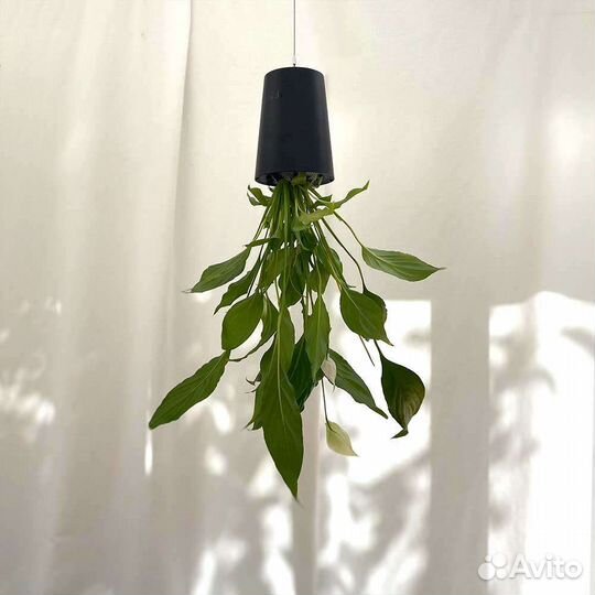 Перевернутые плошки