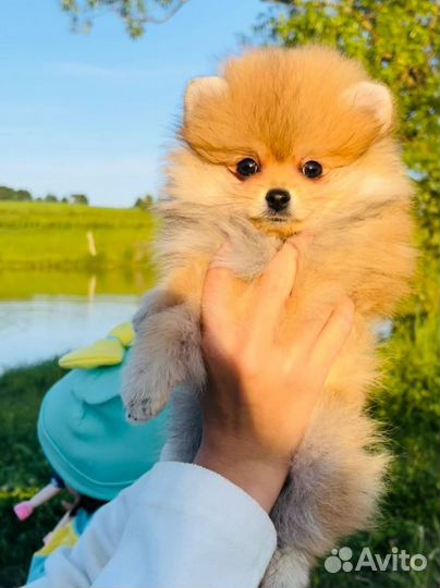 Щенки померанского шпица