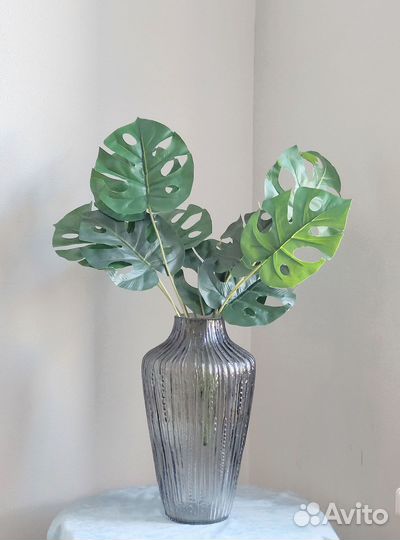 Растения для фойе монстера опт