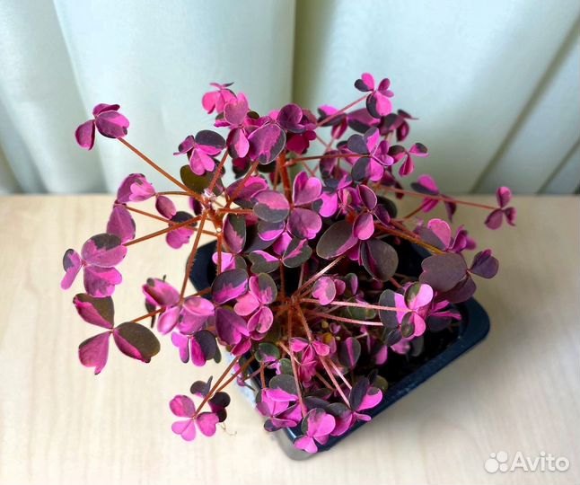 Оксалис вулканический Plum Crazy, Sunset velvet