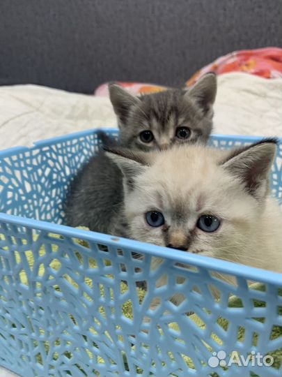 Шотландская