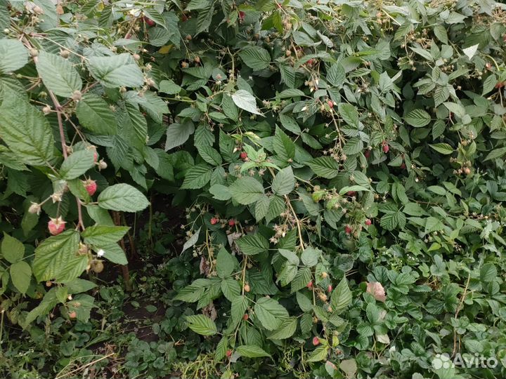 Малина сорт Тайбери