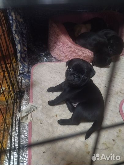 Щенки мопса