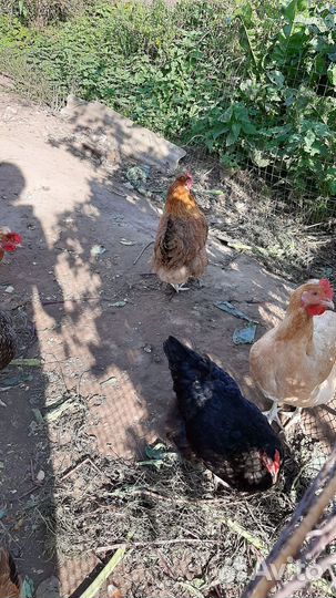 Петушок черно медный маран продам