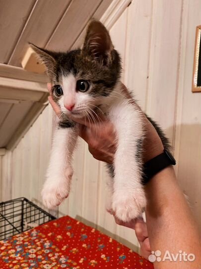Чудесный ласковый малыш котёнок мальчик 2,5 м