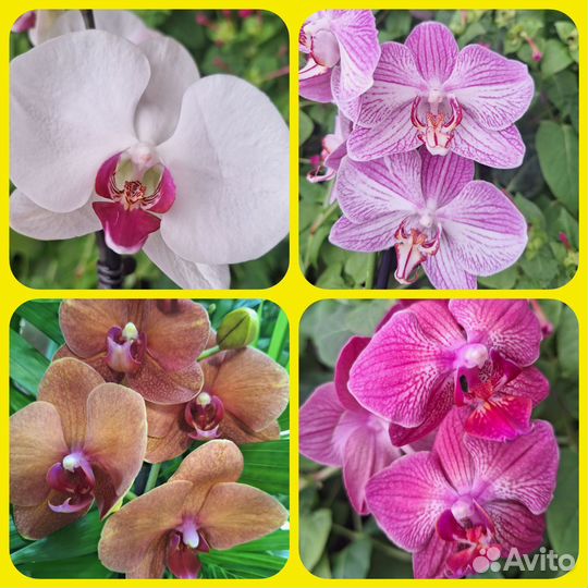 Сортовая Орхидея Фаленопсис - 7