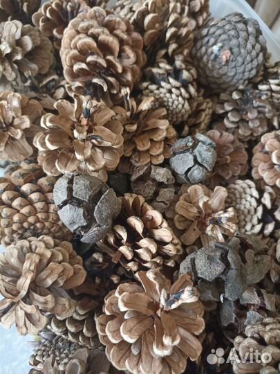 Шишки сосновые, еловые, кипарисовые