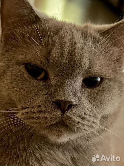 Передержка собак и кошек