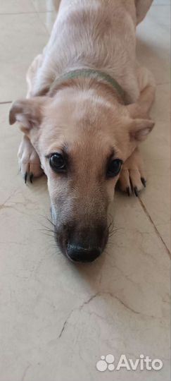 Мальчик ищет дом