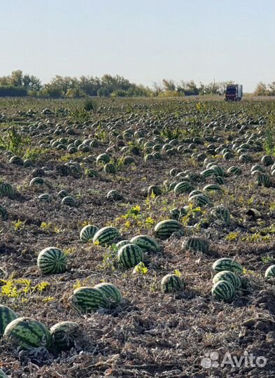 Семена арбуза Продюсер