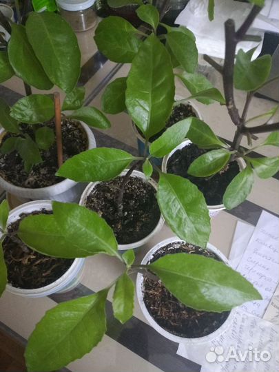 Джинура листья бога