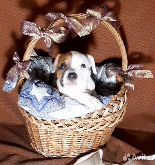 Американский булли мощный стандарт