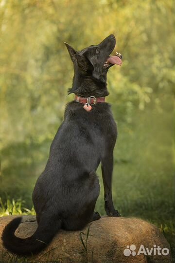 Мишель, черная собака, ищет дом