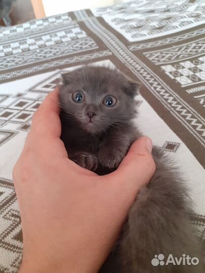 Котята в добрые руки даром