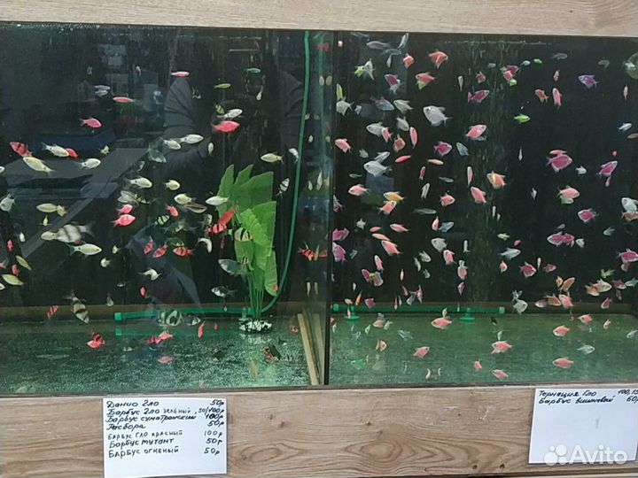 Аквариумные рыбки