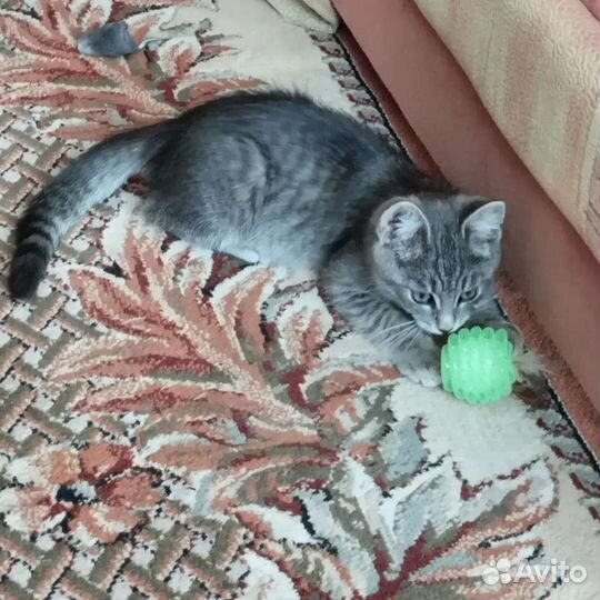 Котенок в добрые руки