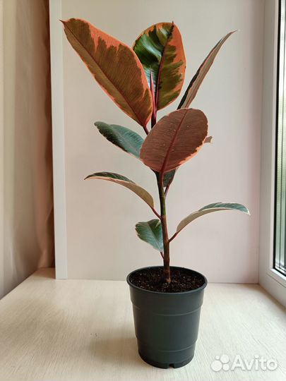 Фикус эластика Белиз