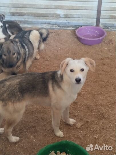 Щенок 10 мес