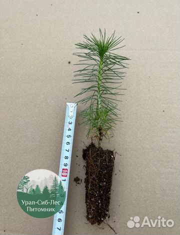 Сеянцы зкс Сосна окс Ель Лиственница Горная