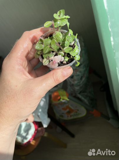 Каллизия Бьянка, Gold, Green, микс