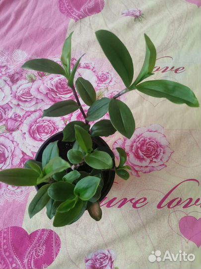 Традесканция