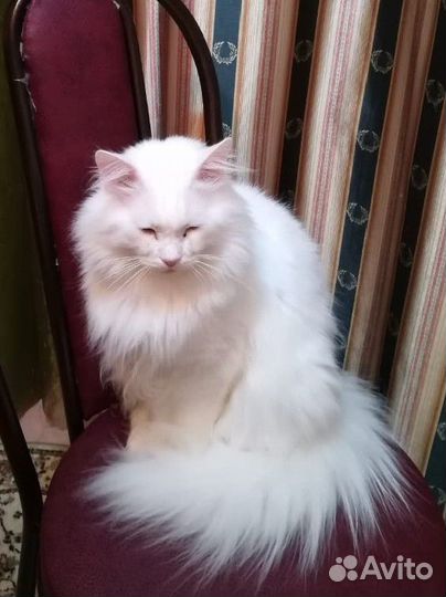 Шанс на жизнь