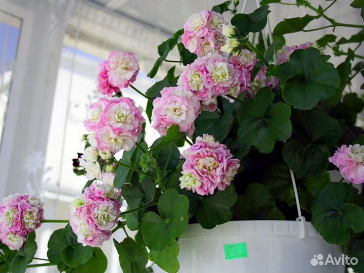 Пеларгония плющелистная