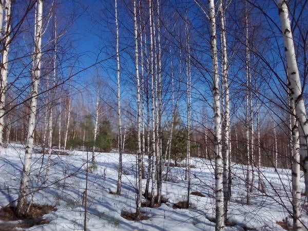 Участок 3,5 га (ИЖС)