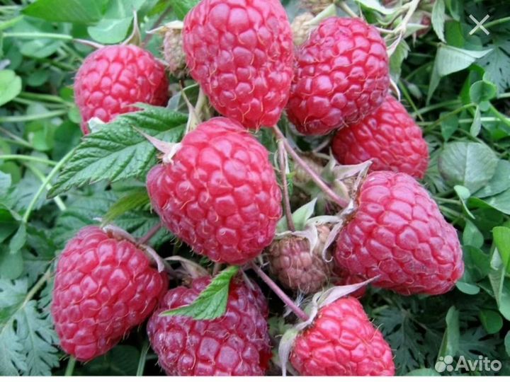 Малина Гусар, Карамелька, Полка, Бригантина