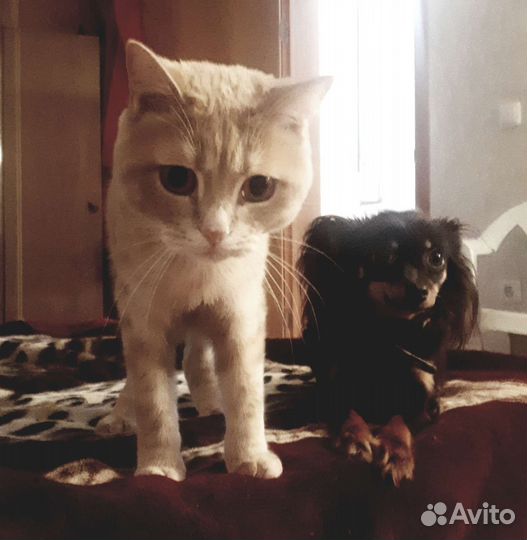 Передержка животных