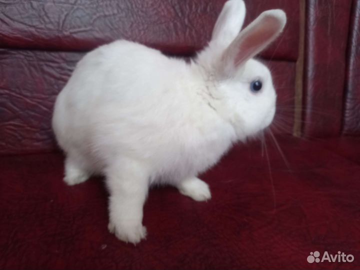 Декоративный малыш