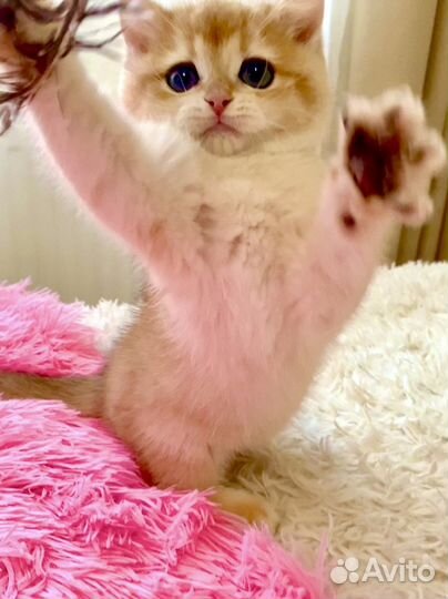 Котята золотая шиншилла