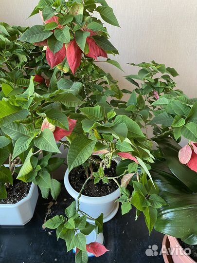 Пуансеттия (рождественская елка)