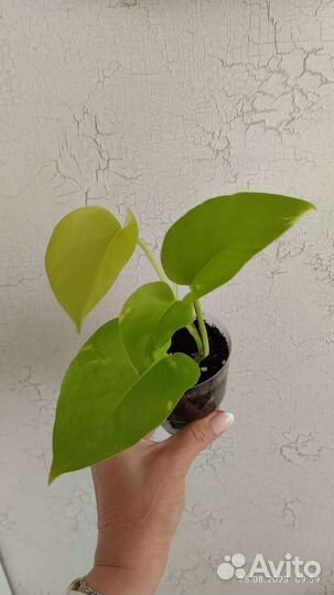 Эпипремнум Неон