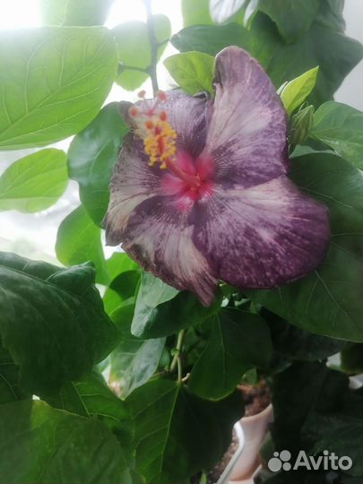 Сортовые гибискусы