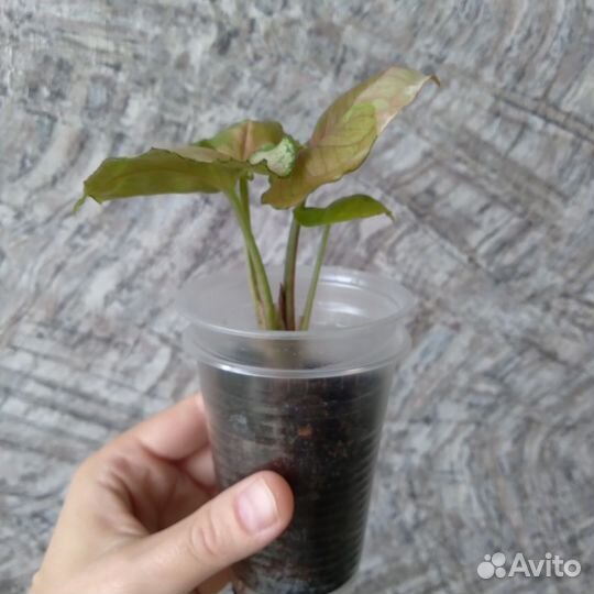 Сингониум клубничный лед