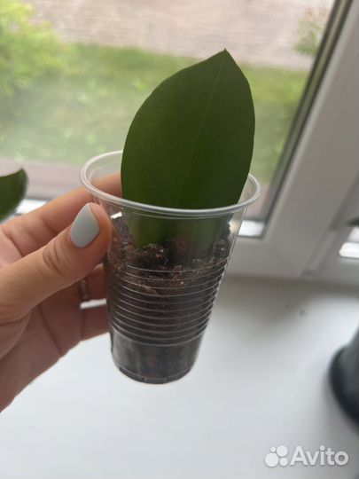 Замиокулькас детки