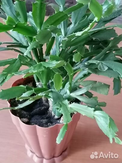 Декабрист шлюмбергера