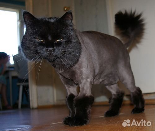 Зоопарикмахер/грумер/груминг/инъекции