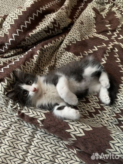 Отдам котят в добрые руки