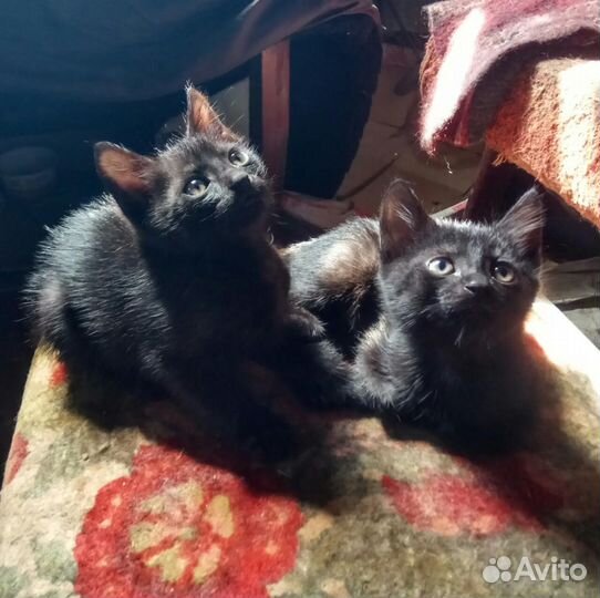 Черные котята в добрые руки