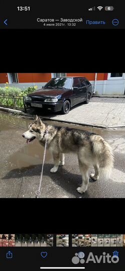 Аляскинский маламут
