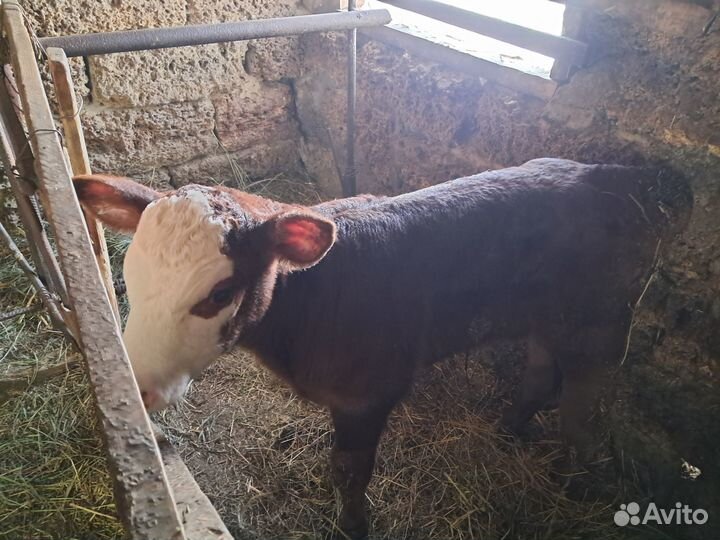 Продам теленка