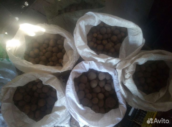 Картошка на корм