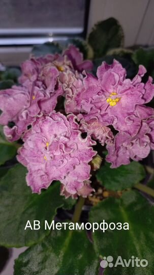 Сортовые фиалки