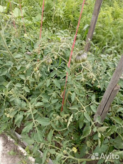 Семена томата 