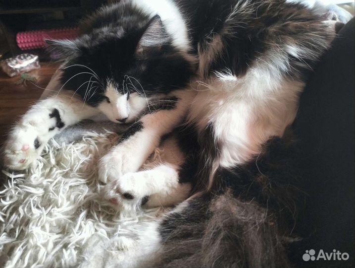 Передержка животных